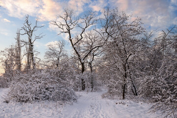 Snow outlines bare trees and winding forest path, frost kissed bushes and bright sky with soft orange clouds creating a peaceful, crisp winter landscape ideal for a quiet walk