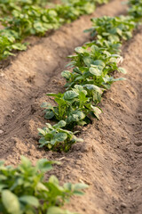 green potatoes growing in an agricultural field, dry weather with dry soil, the need for care and watering of green potatoes