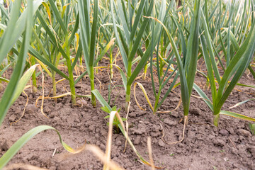 Fototapeta premium garlic growing in an agricultural field, dry summer weather with dry soil, the need for care and watering of green garlic
