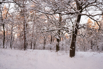 Snow covered trees and a wintry forest landscape capturing the quiet beauty of nature as the last rays of sunlight illuminate the branches a tranquil outdoor scene