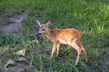 A baby roe deer in the green grass in the summer, a beautiful little roe deer walks and eats juicy green grass in the summer season in sunny warm weather
