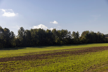 beautiful winter wheat, cereals in the autumn season before frost, sunny weather