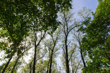 Obraz premium green foliage on deciduous trees in the park in the autumn season at the beginning of the fall, trees with colorful foliage at the beginning of the autumn season, sunny warm weather