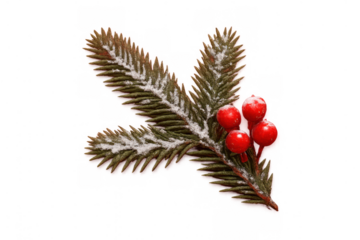 Pine branch with red holly berries and snow, festive christmas winter holiday season decoration