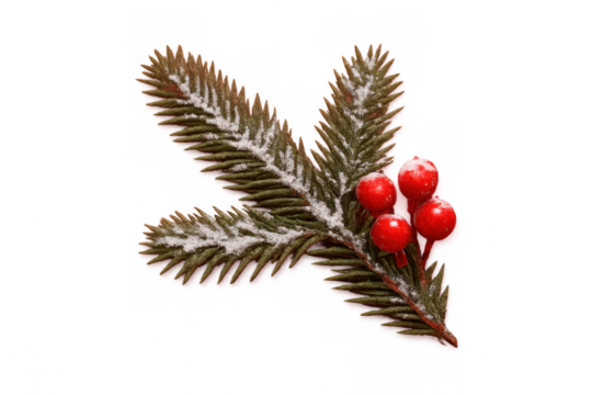 Pine branch with red holly berries and snow, festive christmas winter holiday season decoration