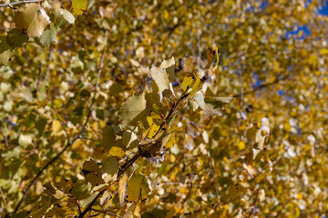 the alder tree in sunny weather, a deciduous tree with completely yellowed leaves during leaf fall
