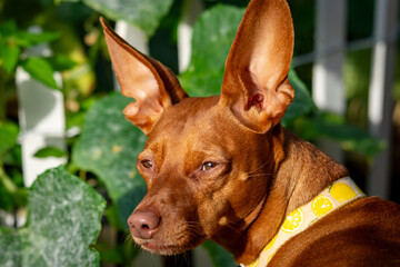 A Miniature Pinscher with large, erect ears and a lemon-pattern collar is shown in profile,...