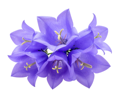 Blooming blue bellflowers isolated on transparent background. 