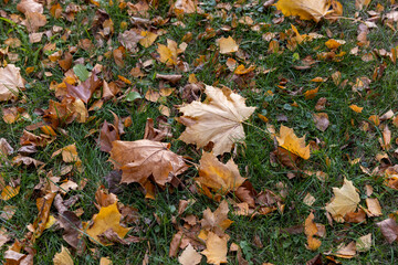 scattered foliage of deciduous trees in the green grass in autumn, yellow foliage of maples and other trees that have fallen to the ground in the autumn season