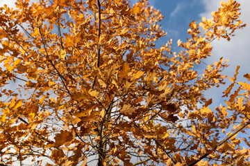 red autumn oak foliage against the sky with clouds in early November, beautiful rusty oak foliage in the autumn season in sunny weather