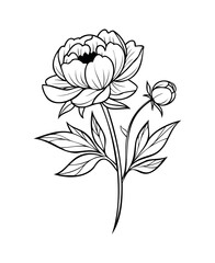 Botanical Peony Flower Line Art with Bud | Elegant Floral Outline Drawing Vector