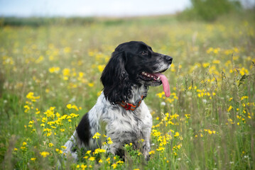 A beautiful white hunting spaniel dog sits among spring yellow flowers in a field. A walk with a dog outside the city.