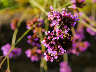 A close up of a bunch of purple flowers with green stems. The image has a serene and calming mood, as the flowers are in full bloom and the colors are vibrant and beautiful