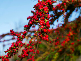 Fototapeta premium A cluster of red berries on a tree branch. The berries are ripe and ready to be picked