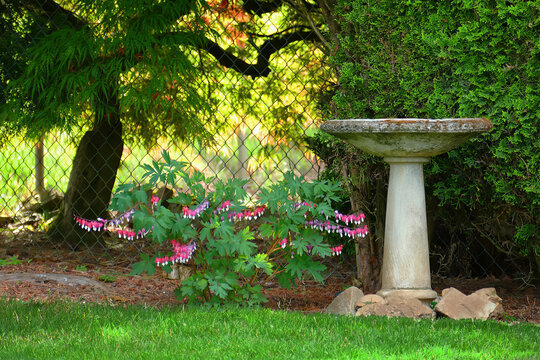 Backyard  Landscape - Bird bath and  bleeding heart plant