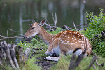 one spotted deer lies in the green grass on the territory of the zoo in a large open enclosure, a lone spotted deer while relaxing on the green juicy grass in summer sunny weather