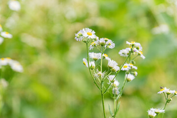 Close-up view of several small white flowers with yellow centers in a meadow setting, likely daisies against blurred green foliage Natural soft lighting, no human presence or text Realistic style w
