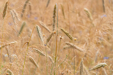 Close-up view of mature golden-yellow wheat grains on stalks against a blurred background, suggesting a field setting Individual kernels visible, no human presence or action Overcast dayearly morn