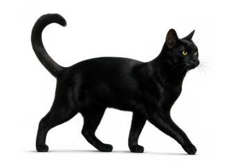 Black cat walking with yellow eyes and tail up, isolated domestic feline on transparent background, side view