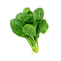 A fresh bunch of spinach leaves isolated on transparent background