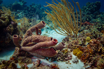Tube Sponges and Gorgonia at Klein Bonaire