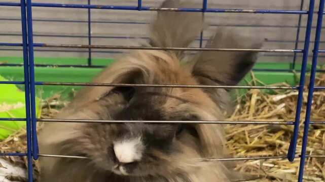 Ein Zwergkaninchen m&ouml;chte aus seinem Stall.