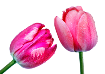 Tulips flowers in dew drops isolated on transparent background. Tulip buds close-up. 