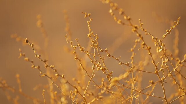 A field of dry, brown grass with a few brown leaves scattered throughout. Scene is somewhat somber and desolate, as the dry grass and leaves give the impression of a barren landscape