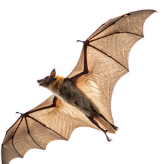 Obraz premium bat cutout, isolated 
