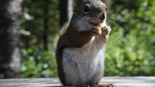 Grauh&ouml;rnchen (Sciurus carolinensis), eine nordamerikanische Nagetier-Art aus der Familie der H&ouml;rnchen (Sciuridae) und der Gattung der Eichh&ouml;rnchen (Sciurus).