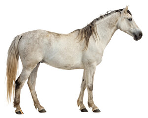 Obraz premium white horse cutout, isolated 