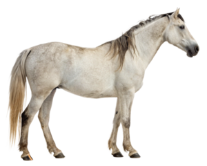 white horse cutout, isolated 