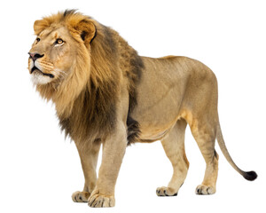 Obraz premium lion panthera leo cutout, isolated 