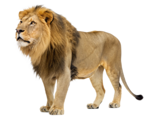 lion panthera leo cutout, isolated 