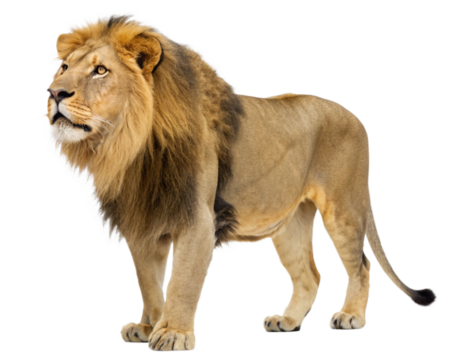 lion panthera leo cutout, isolated 