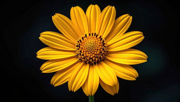 Close up macro shot of a vibrant yellow daisy flower with intricate petals and detailed center on a dark background during daylight with soft lighting emphasizing texture and contrast