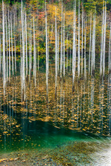 reflection of trees in water