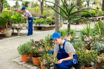 In indoor flowers section, sales girl inspects new arrival of flowering ornamental plants. She squatted down, carefully examined rhaphiolepis features of plant, preparing for consultation with buyers