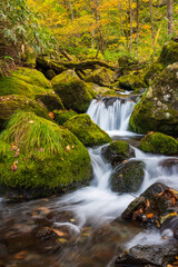 small waterfall in the forest