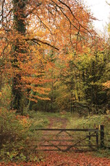 Gate and path in forest in autumn in rural Ireland
