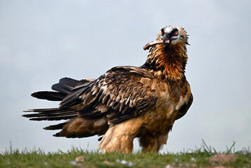 a powerful bearded vulture in spain
