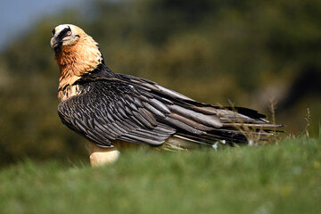 a majestic bearded vulture in spain