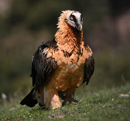 a majestic bearded vulture in the mountain on spain
