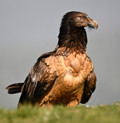 A serious bearded vulture in spain