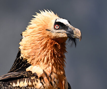 a majestic bearded vulture in spain