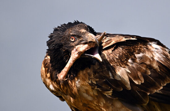 A serious bearded vulture in spain