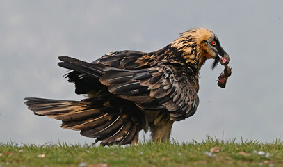 a majestic bearded vulture in the mountain on spain