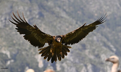 Fototapeta premium a majestic bearded vulture in the mountain on spain