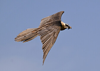 a powerful bearded vulture in spain
