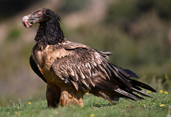 a majestic bearded vulture in the mountain on spain